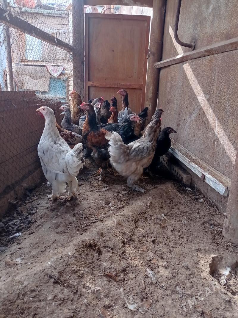 paroda towuklar - Türkmenbaşy - img 4