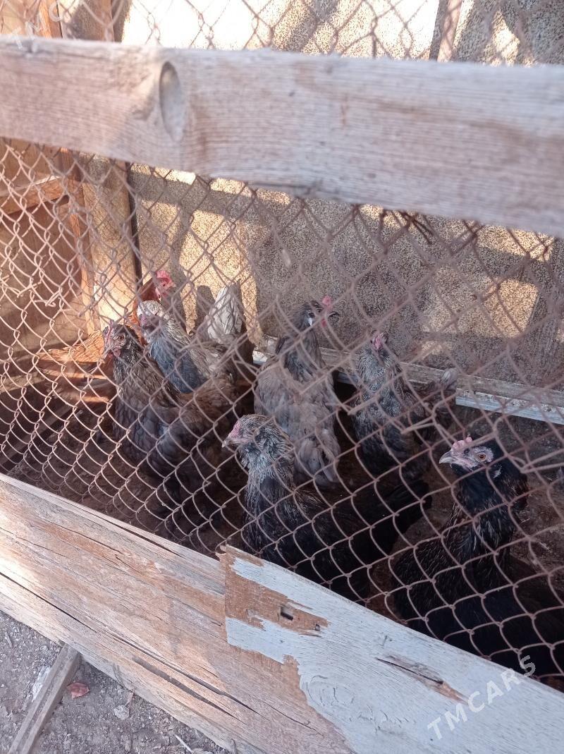 paroda towuklar - Türkmenbaşy - img 7