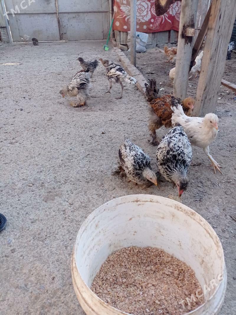 paroda towuklar - Türkmenbaşy - img 6