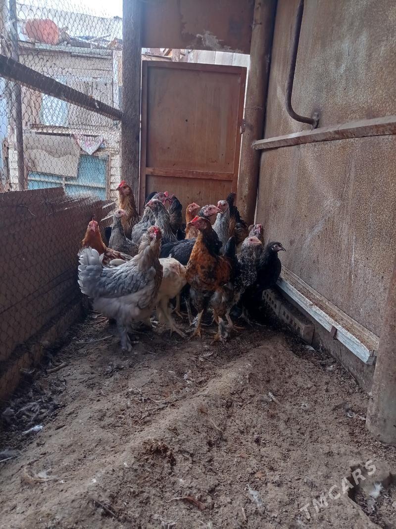 paroda towuklar - Türkmenbaşy - img 5