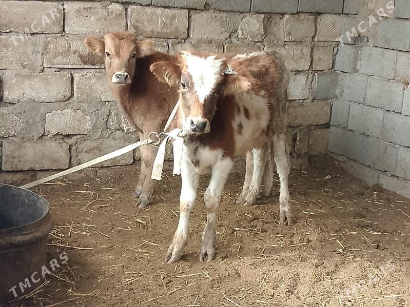 4 öküzçe - Gyzylarbat - img 3