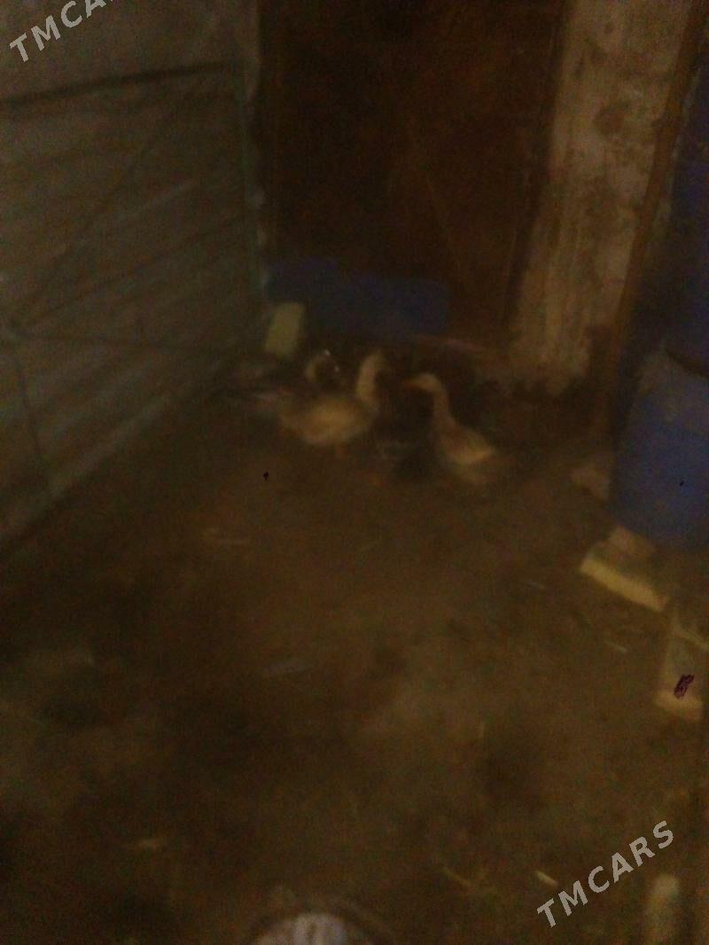 ordek - Balkanabat - img 1