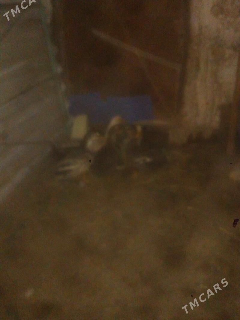 ordek - Balkanabat - img 2