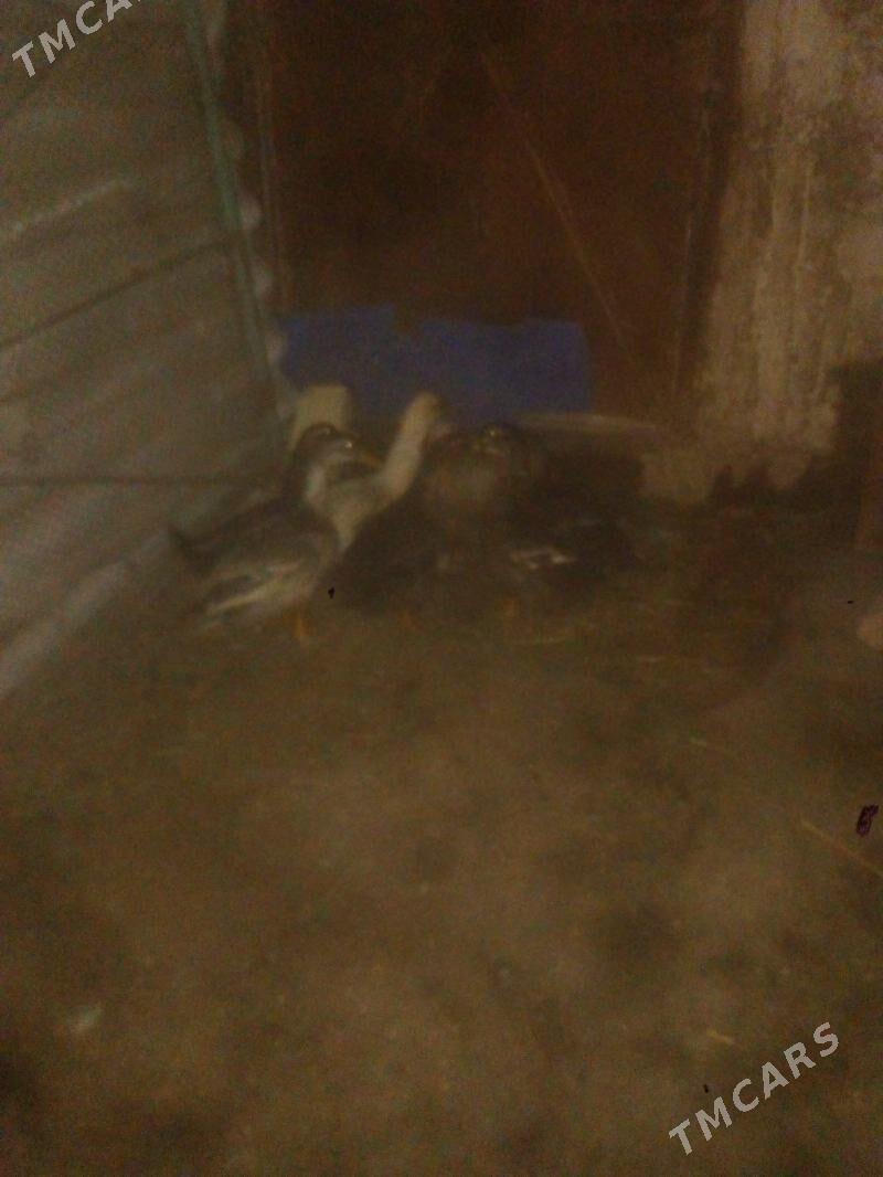 ordek - Balkanabat - img 4