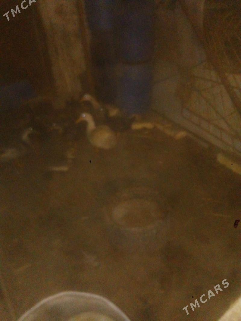 ordek - Balkanabat - img 3