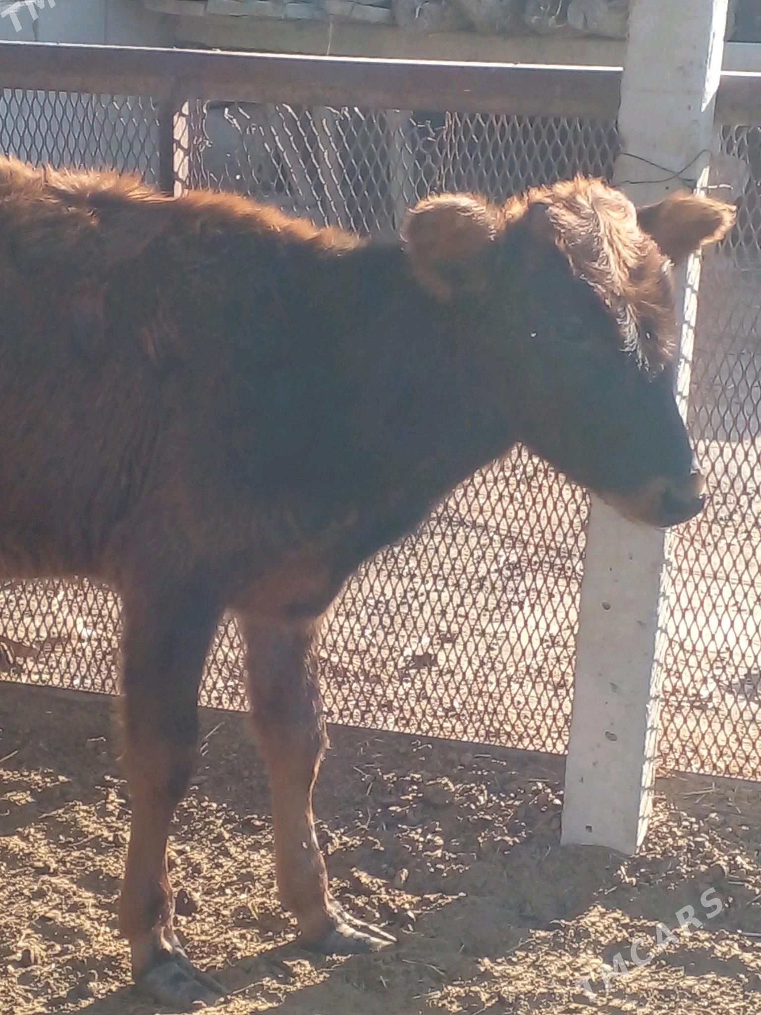 tùwe - Bäherden - img 2