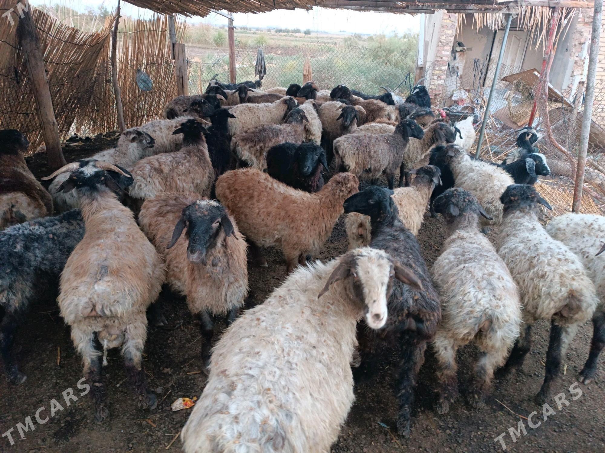 goyunlar - Мургап - img 2