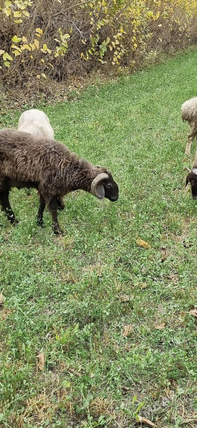 гочкар - Türkmenabat - img 1