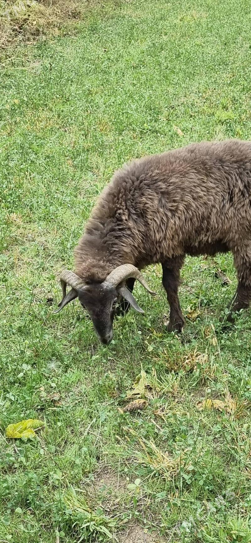 гочкар - Türkmenabat - img 4