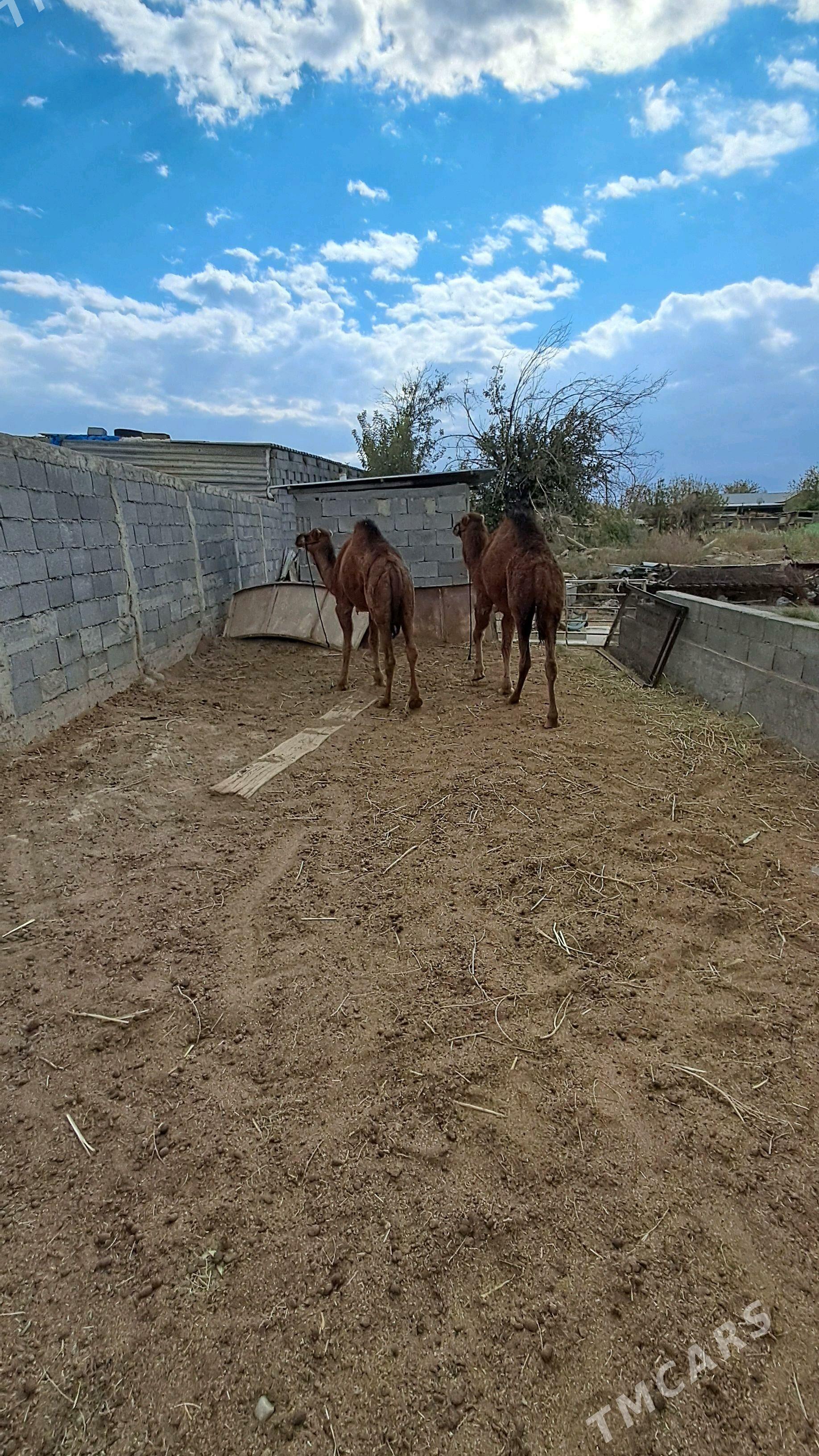 Ogşuk - Гёкдепе - img 4