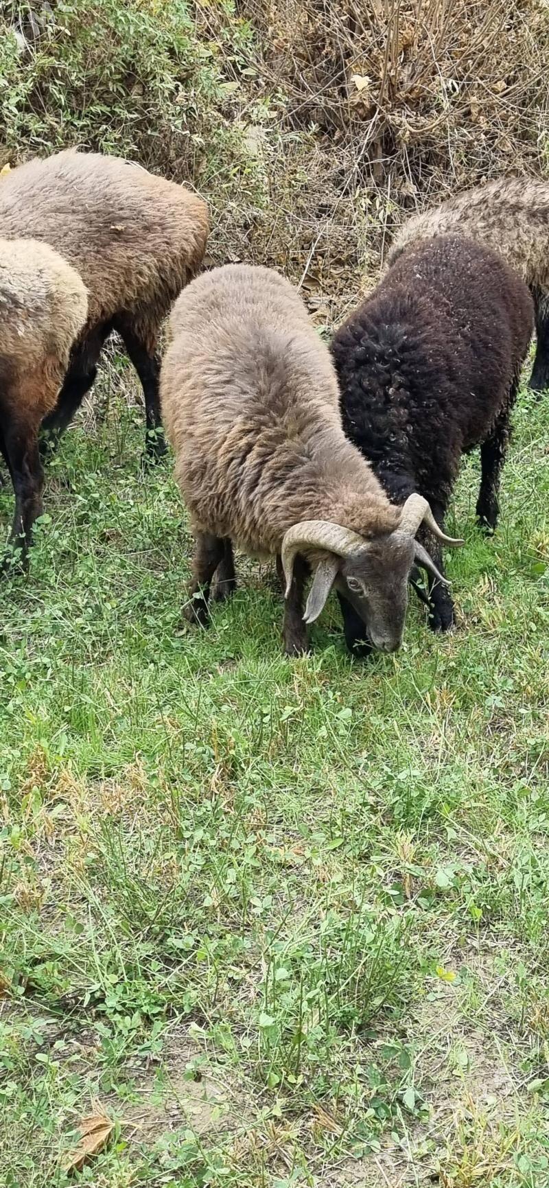 гочкар - Türkmenabat - img 2