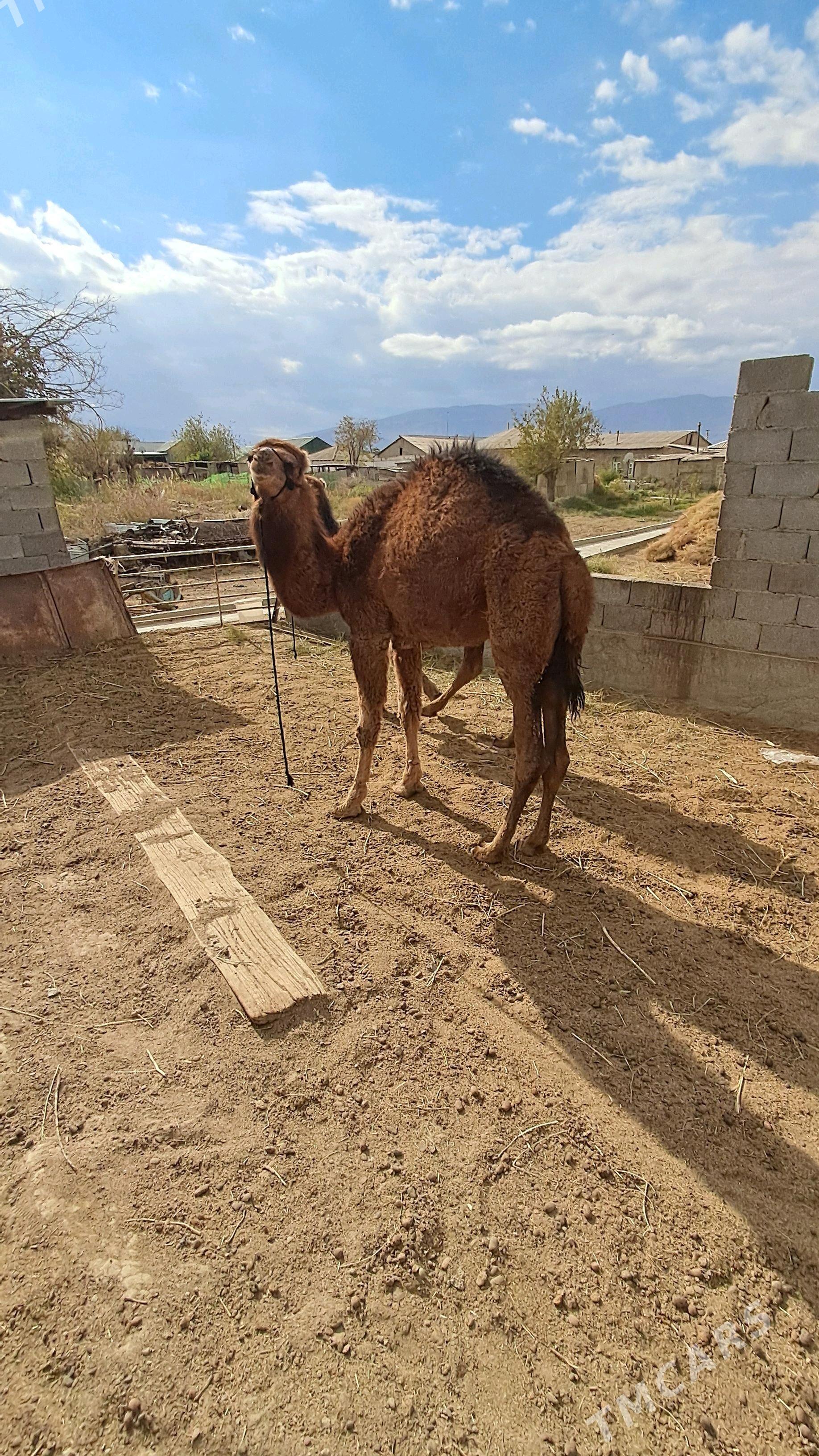 Ogşuk - Гёкдепе - img 2