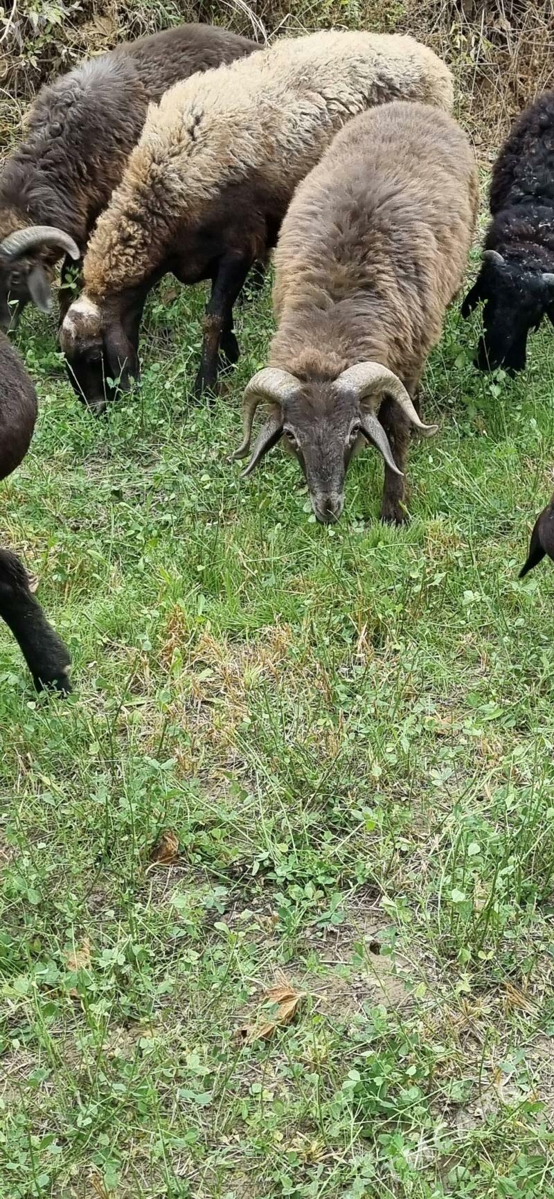 гочкар - Türkmenabat - img 3