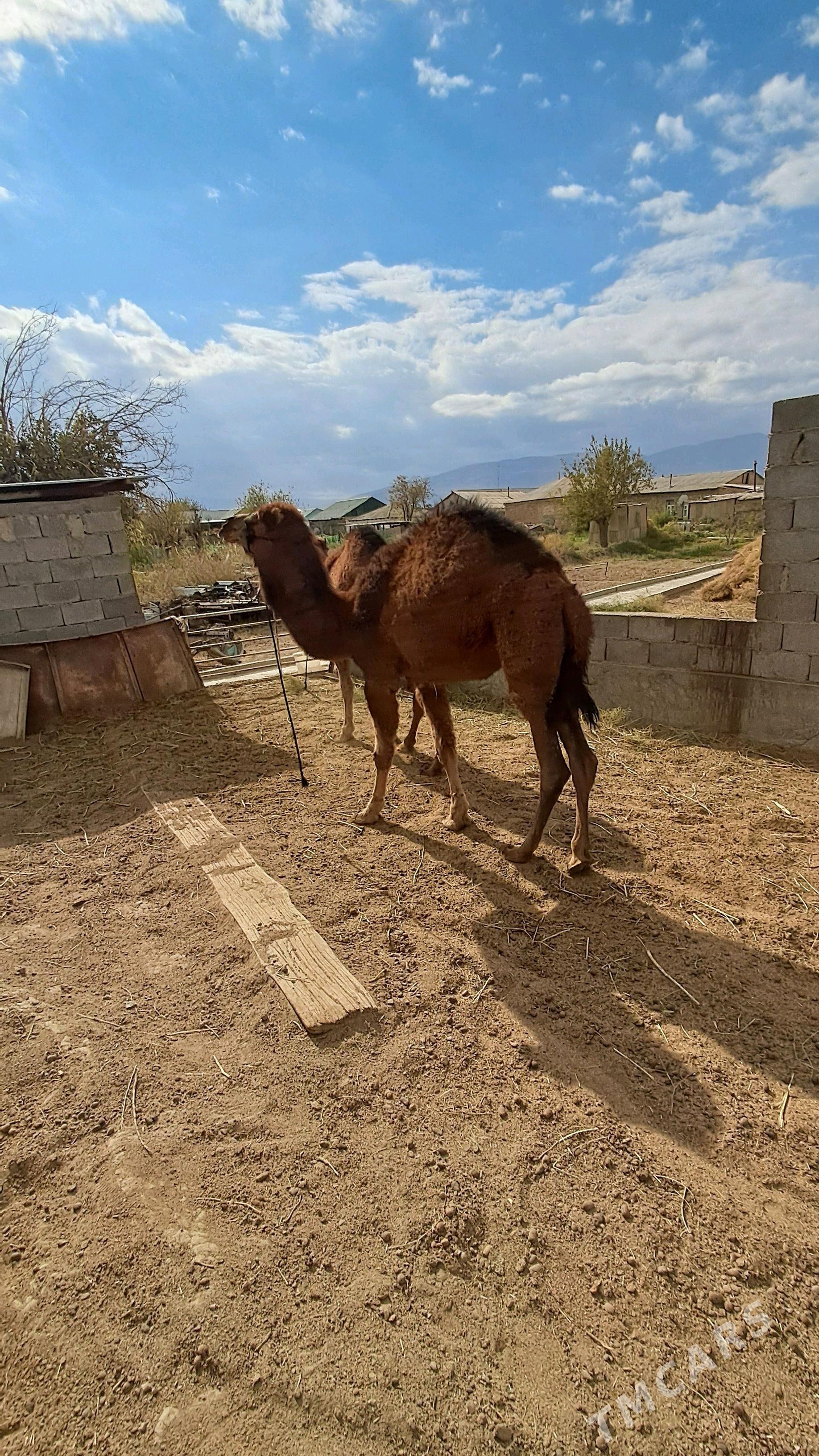 Ogşuk - Гёкдепе - img 1