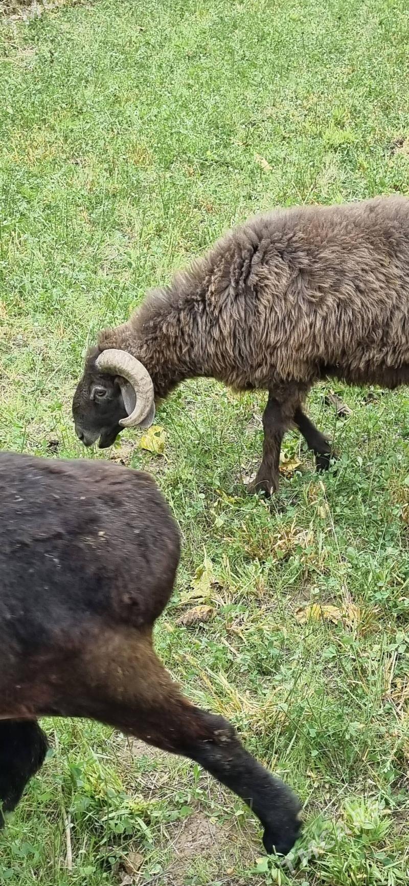 гочкар - Türkmenabat - img 5