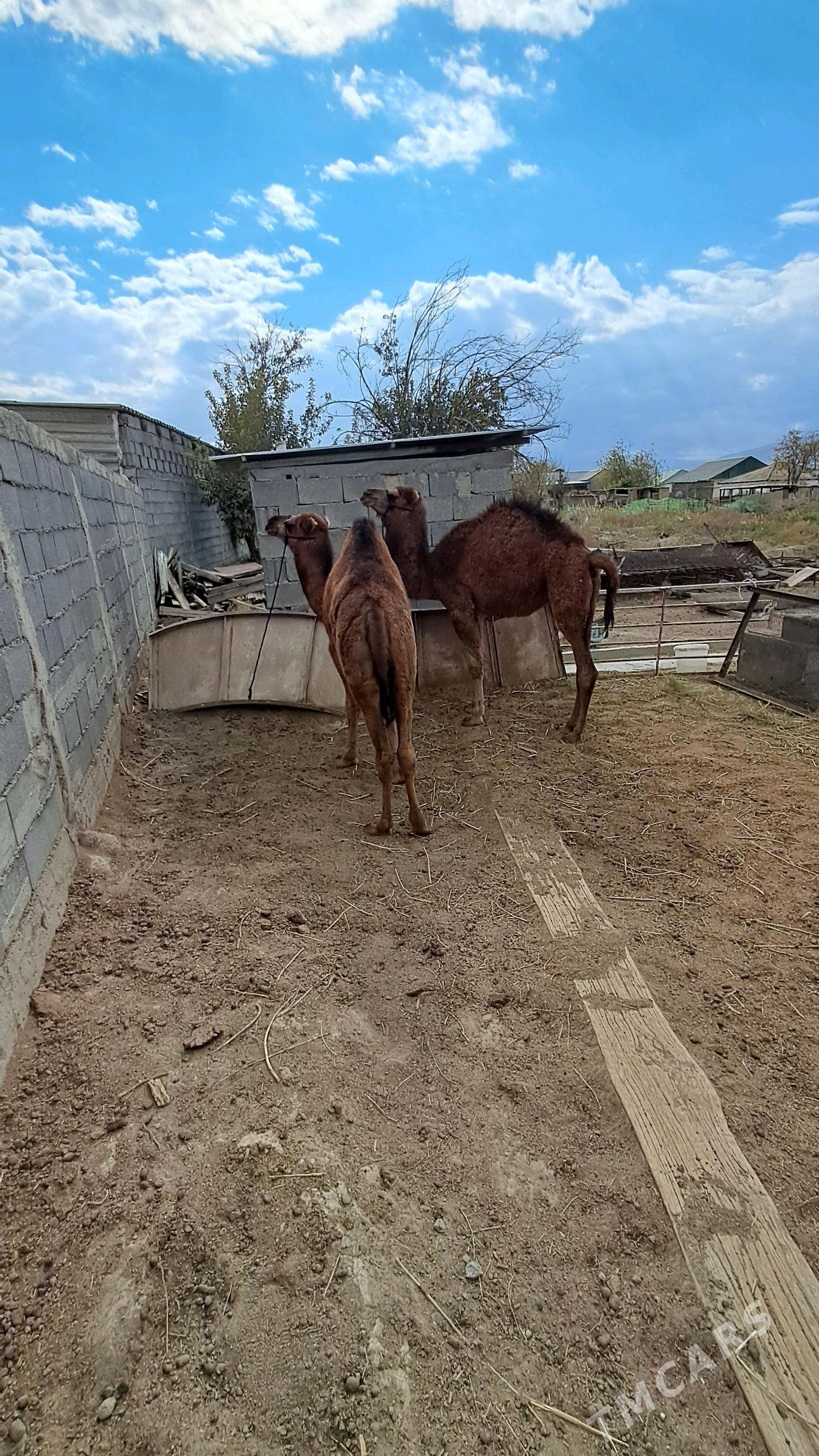 Ogşuk - Гёкдепе - img 3