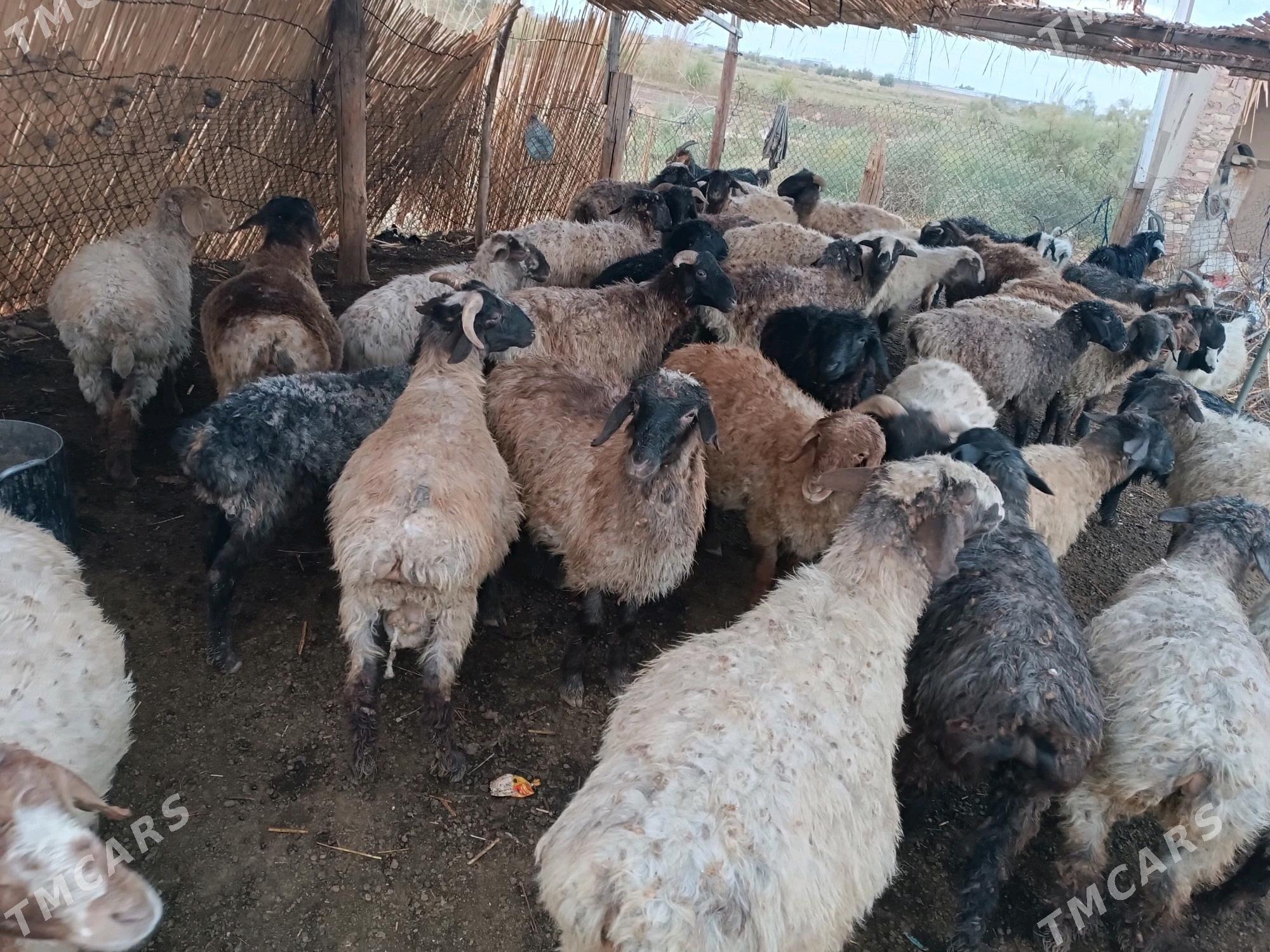 goyunlar - Мургап - img 4