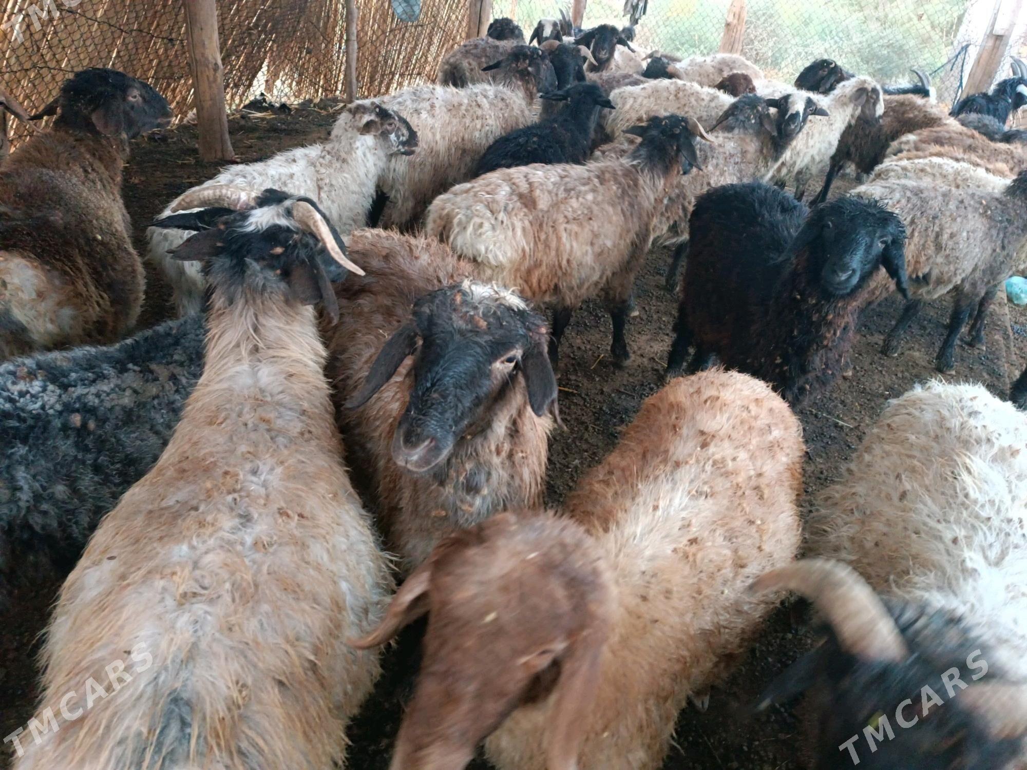 goyunlar - Мургап - img 3