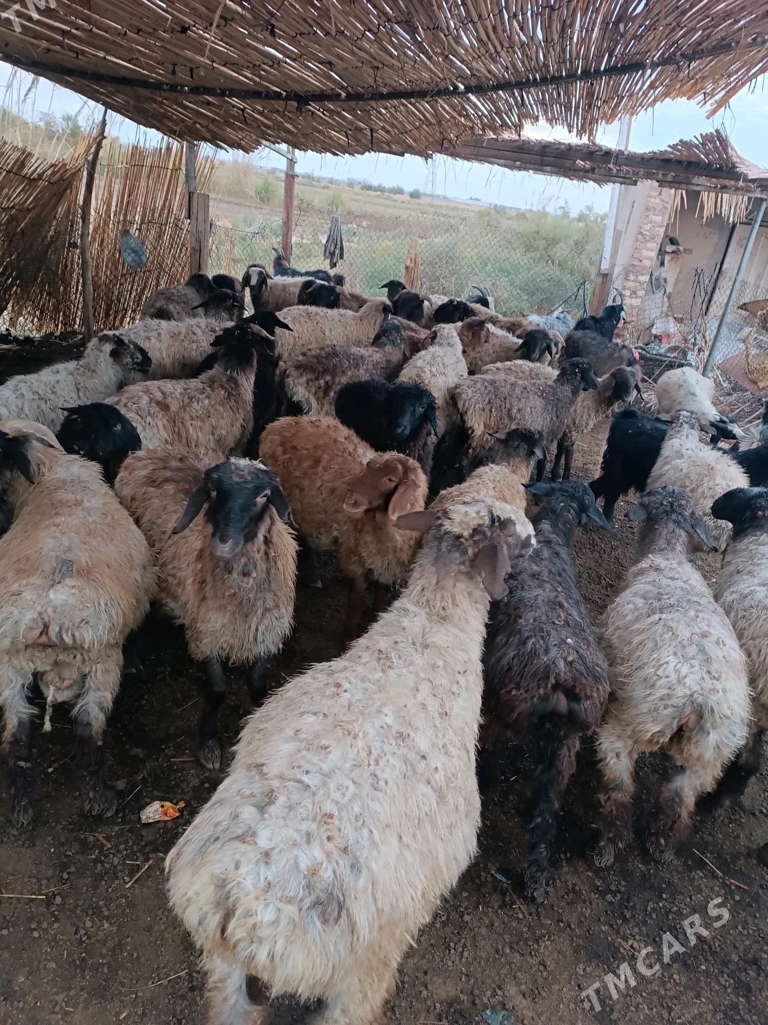 goyunlar - Мургап - img 5