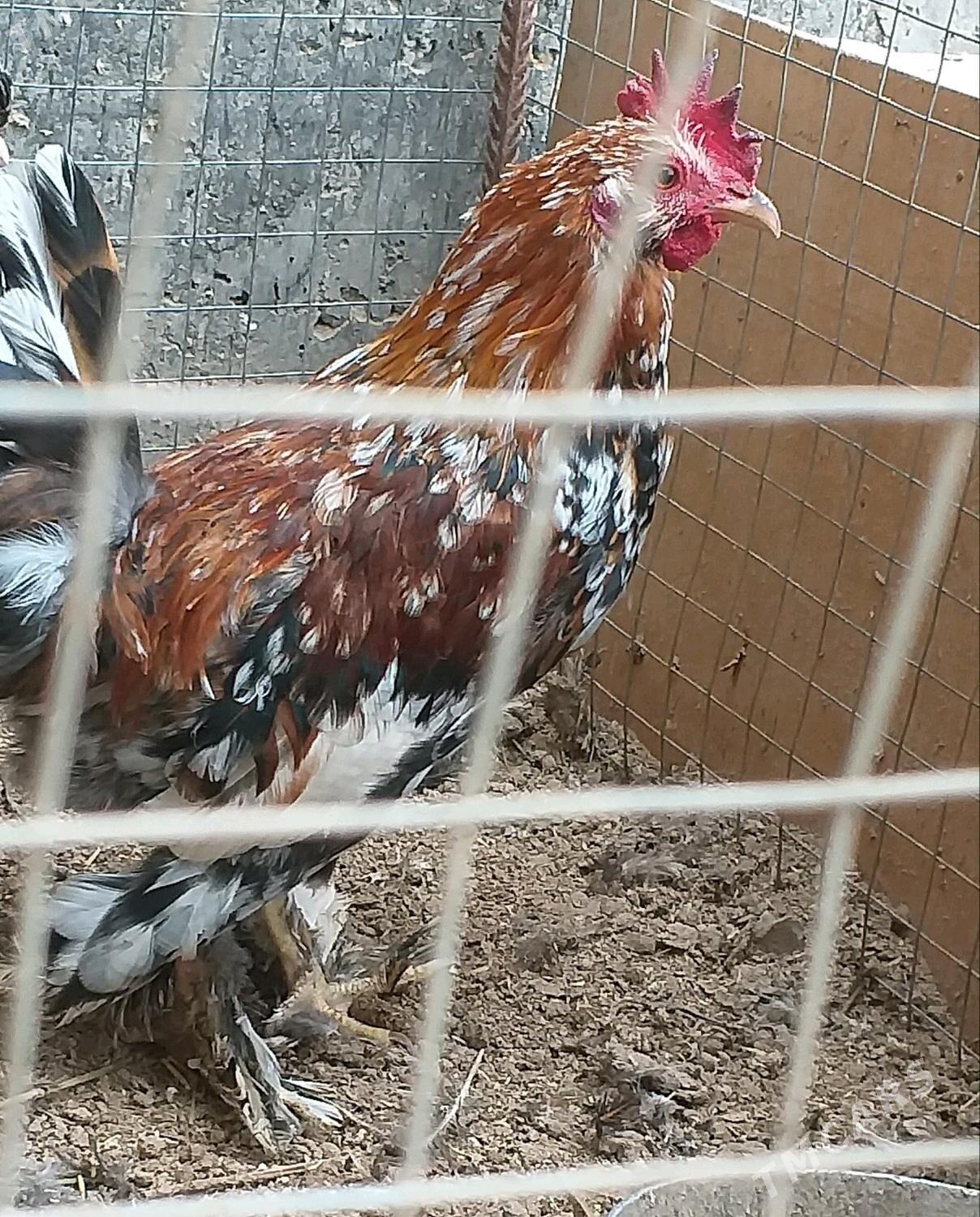 Karlik towuk - Туркменабат - img 2