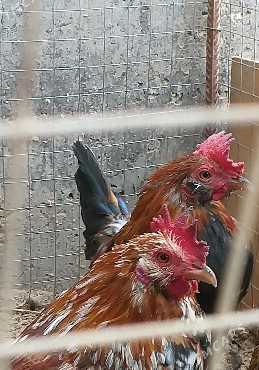 Karlik towuk - Туркменабат - img 4