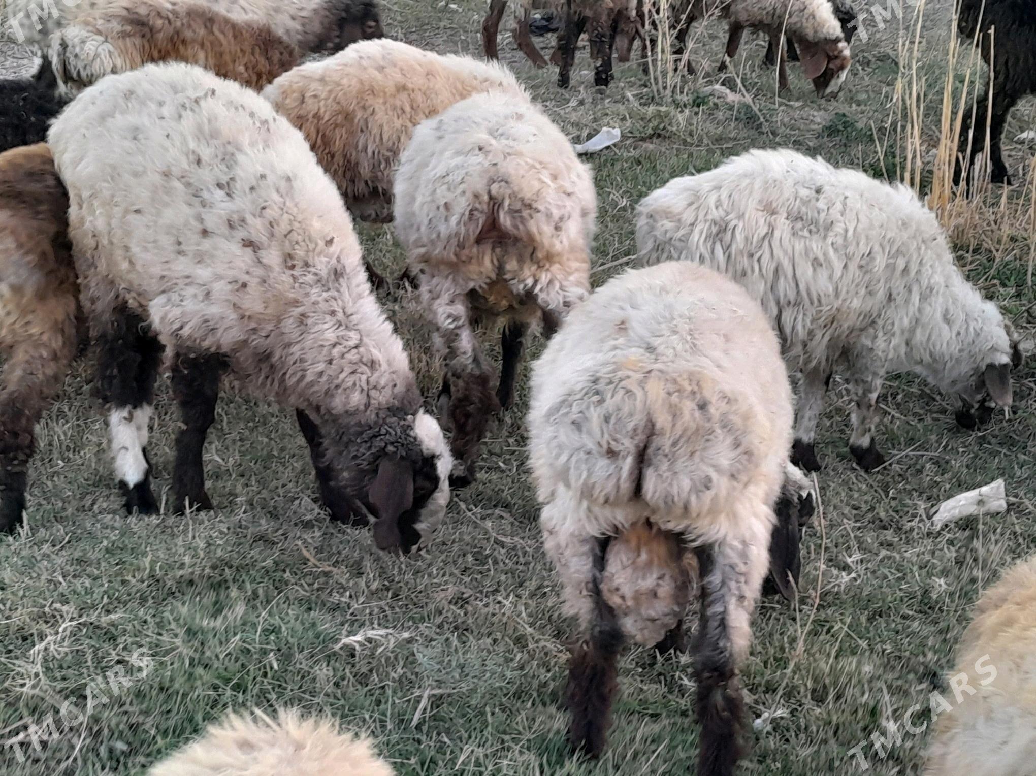 goyunlar - Мургап - img 6