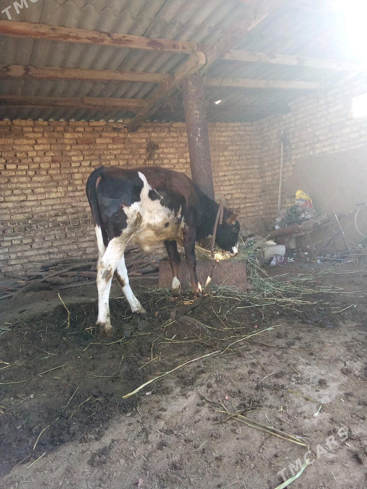 Okuz - Babadaýhan - img 3