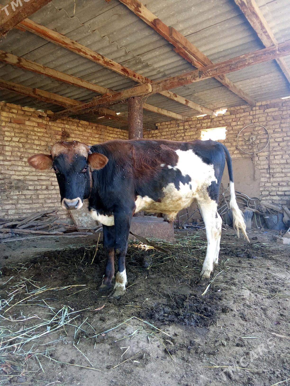 Okuz - Babadaýhan - img 2