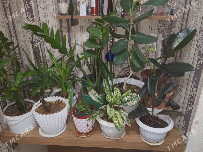 Цветы - Mary - img 2