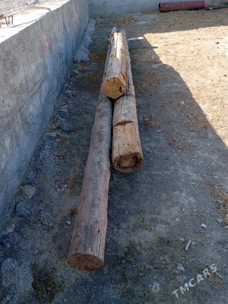 agaçpurus - Bäherden - img 3