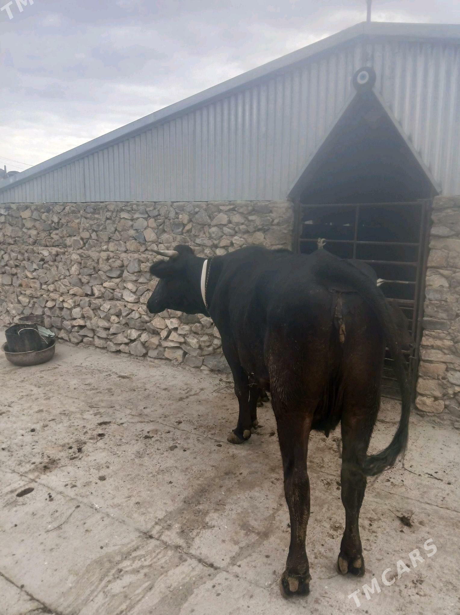 Goleli sigir - Бахарден - img 6