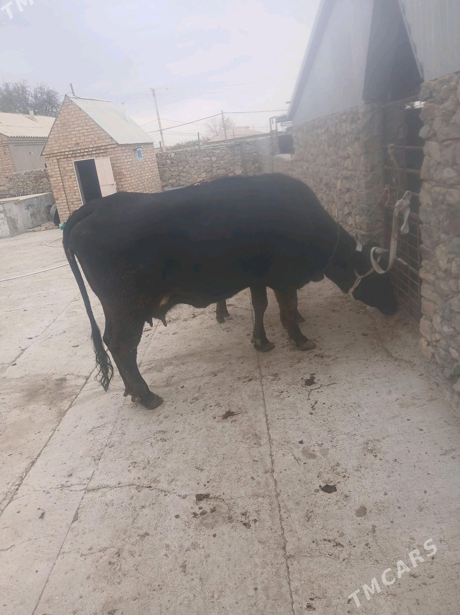 Goleli sigir - Бахарден - img 1