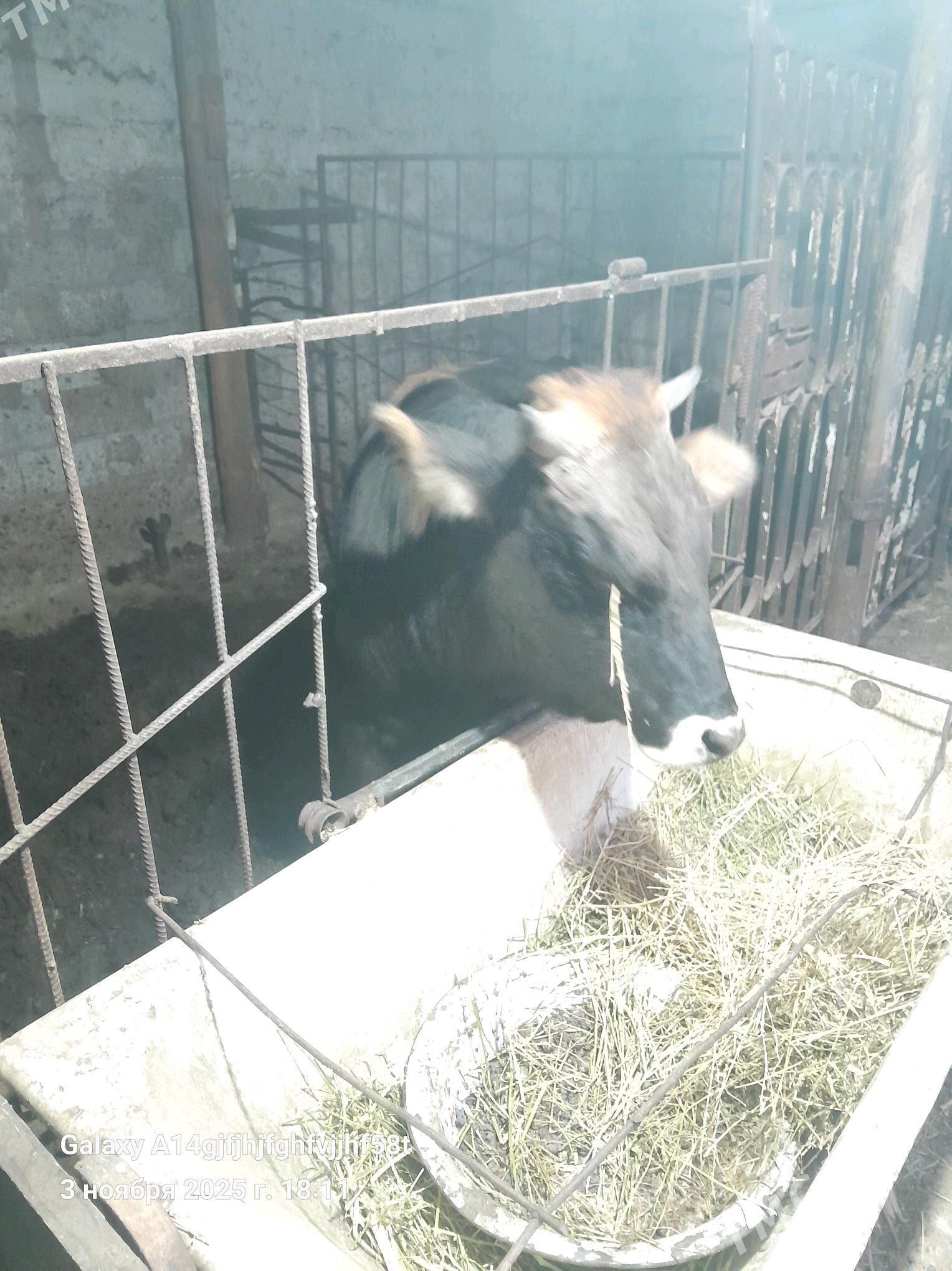 swes okuz 2yasan - Ашхабад - img 2