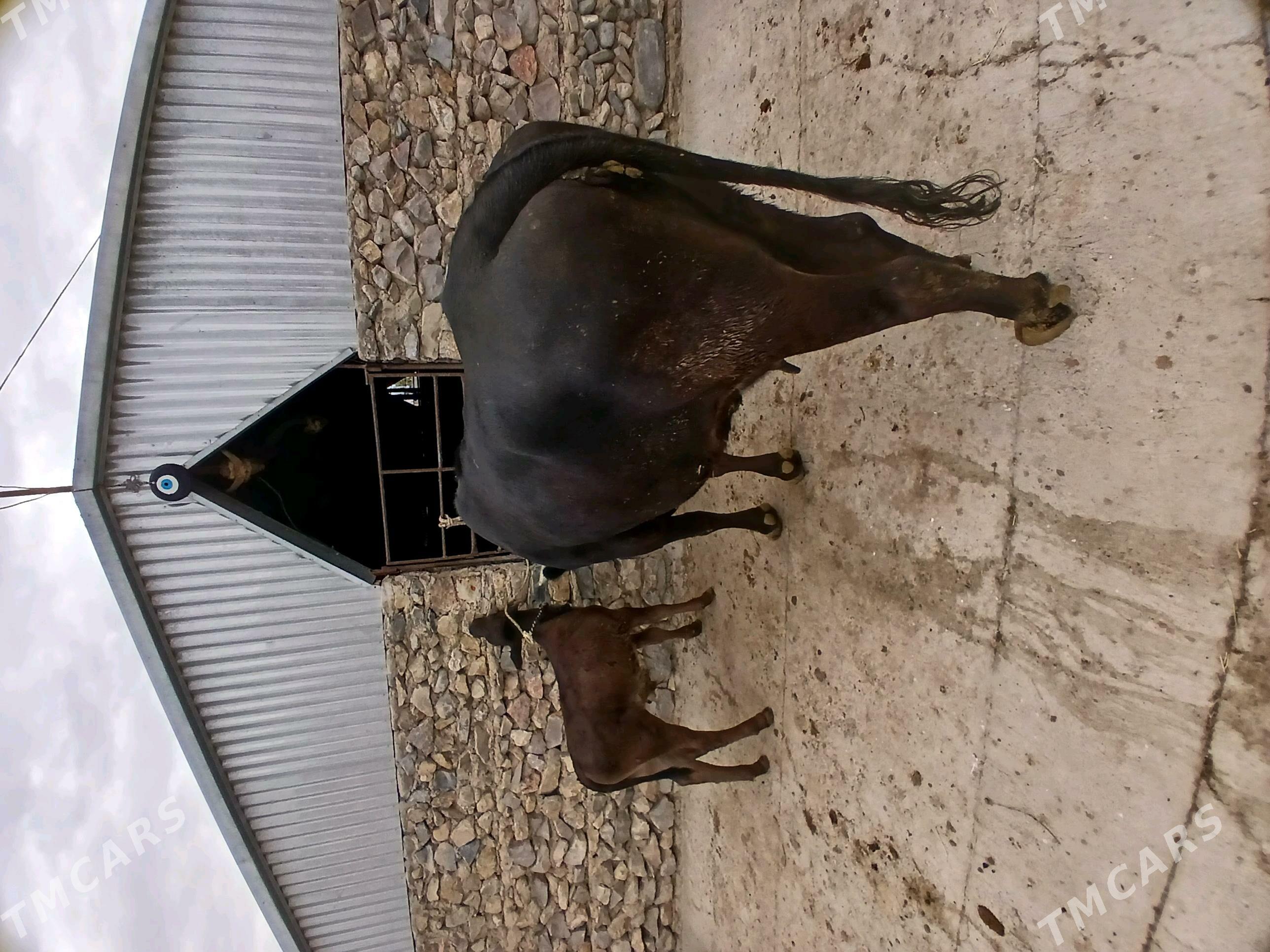 Goleli sigir - Бахарден - img 2