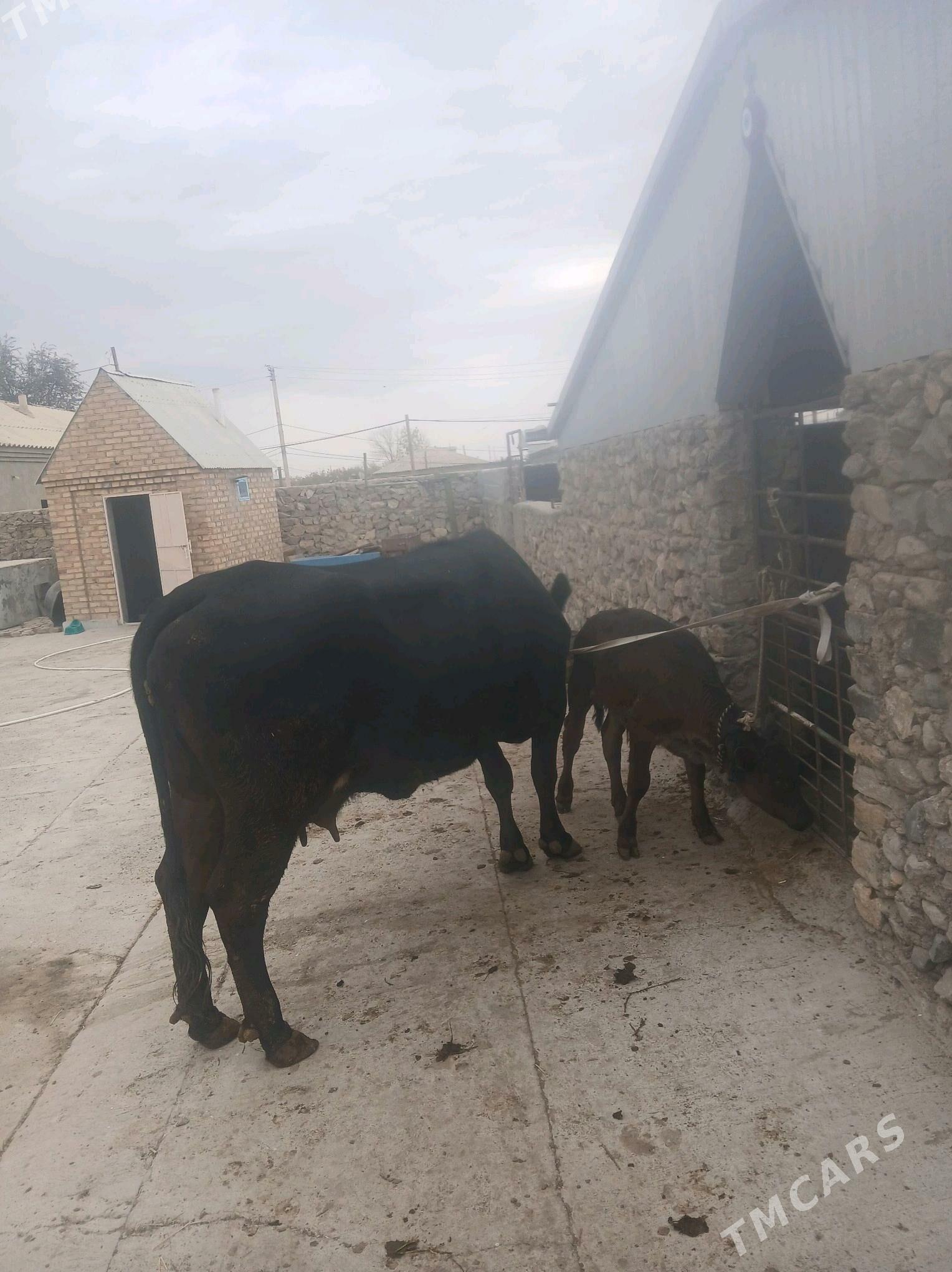 Goleli sigir - Бахарден - img 5