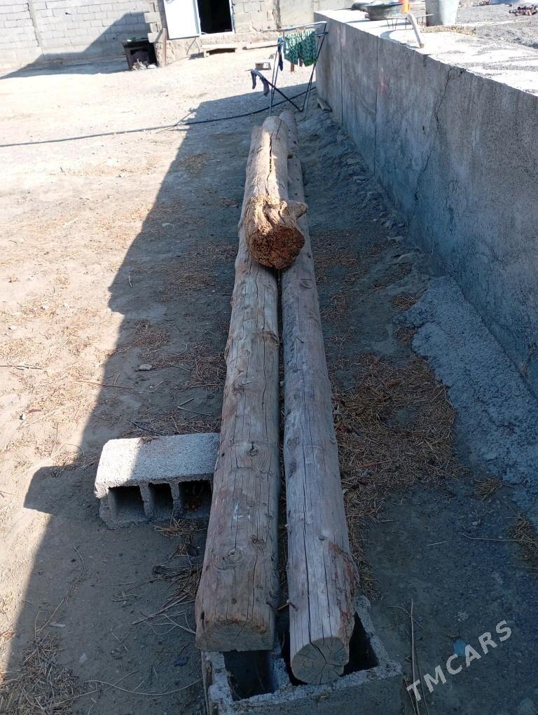 agaçpurus - Bäherden - img 4