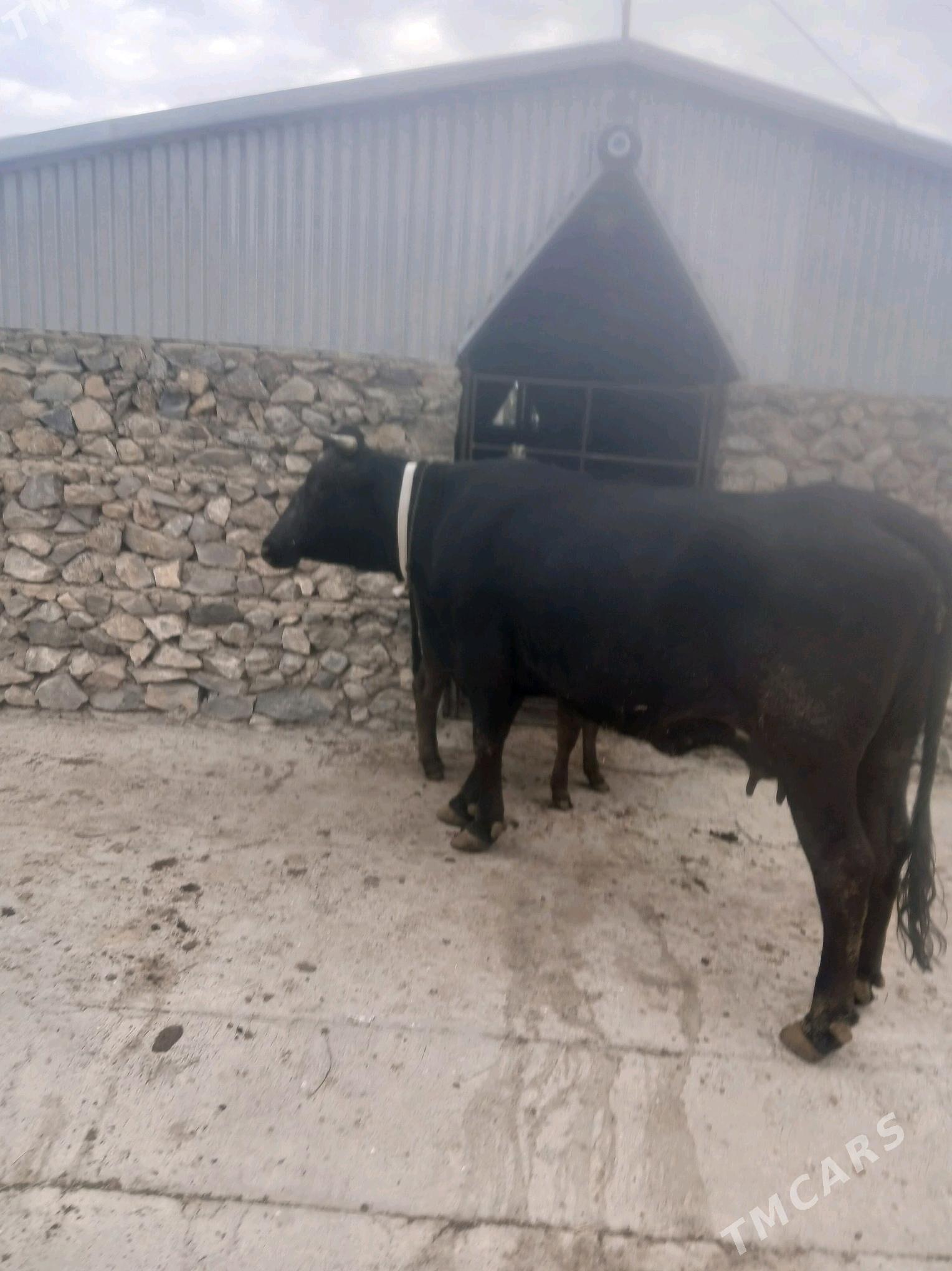 Goleli sigir - Бахарден - img 3