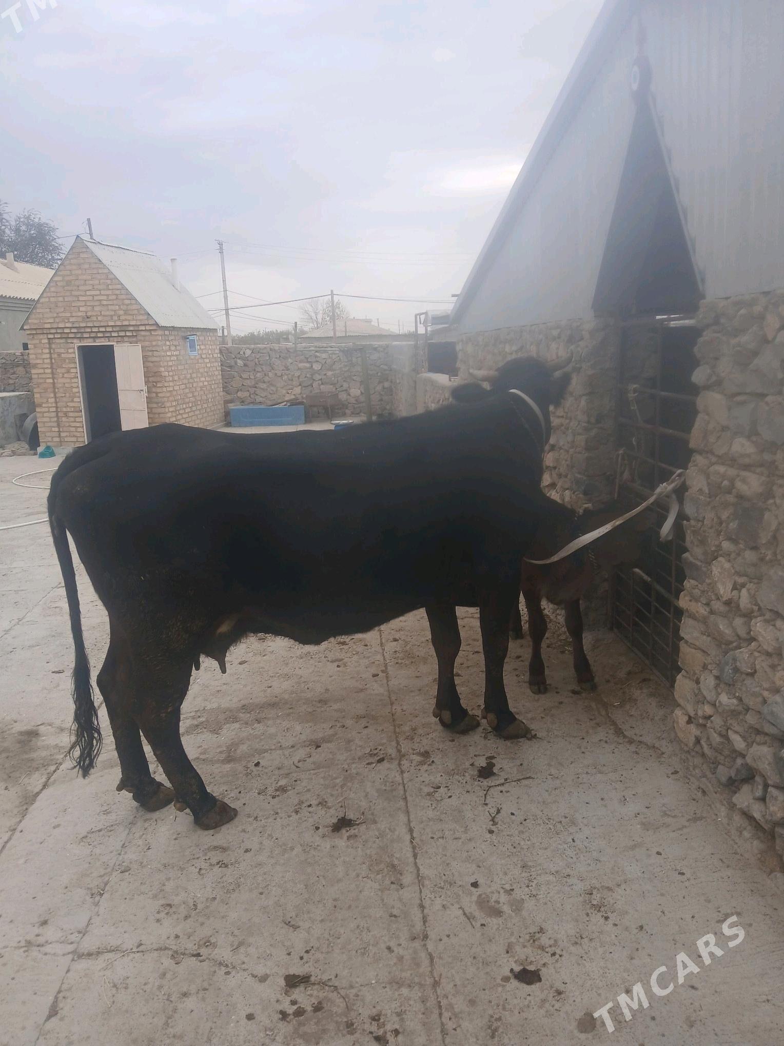 Goleli sigir - Бахарден - img 4