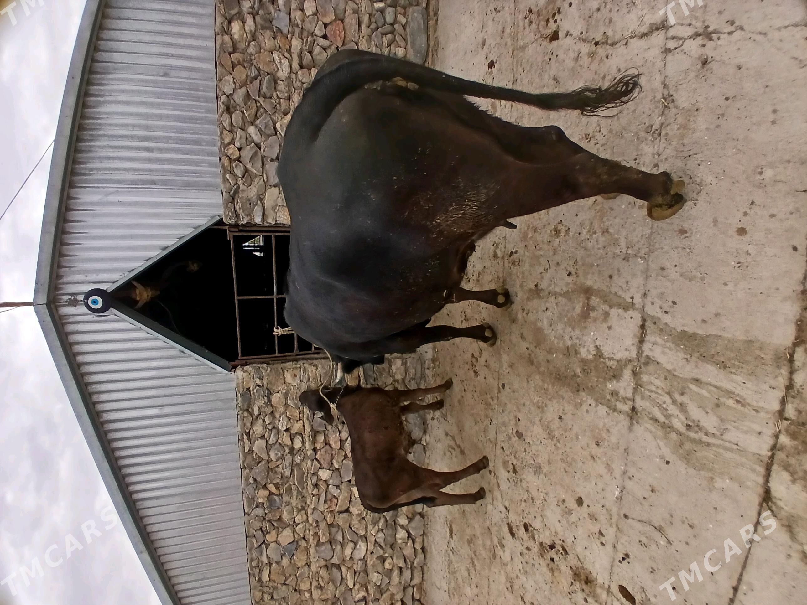 Goleli sigir - Бахарден - img 8