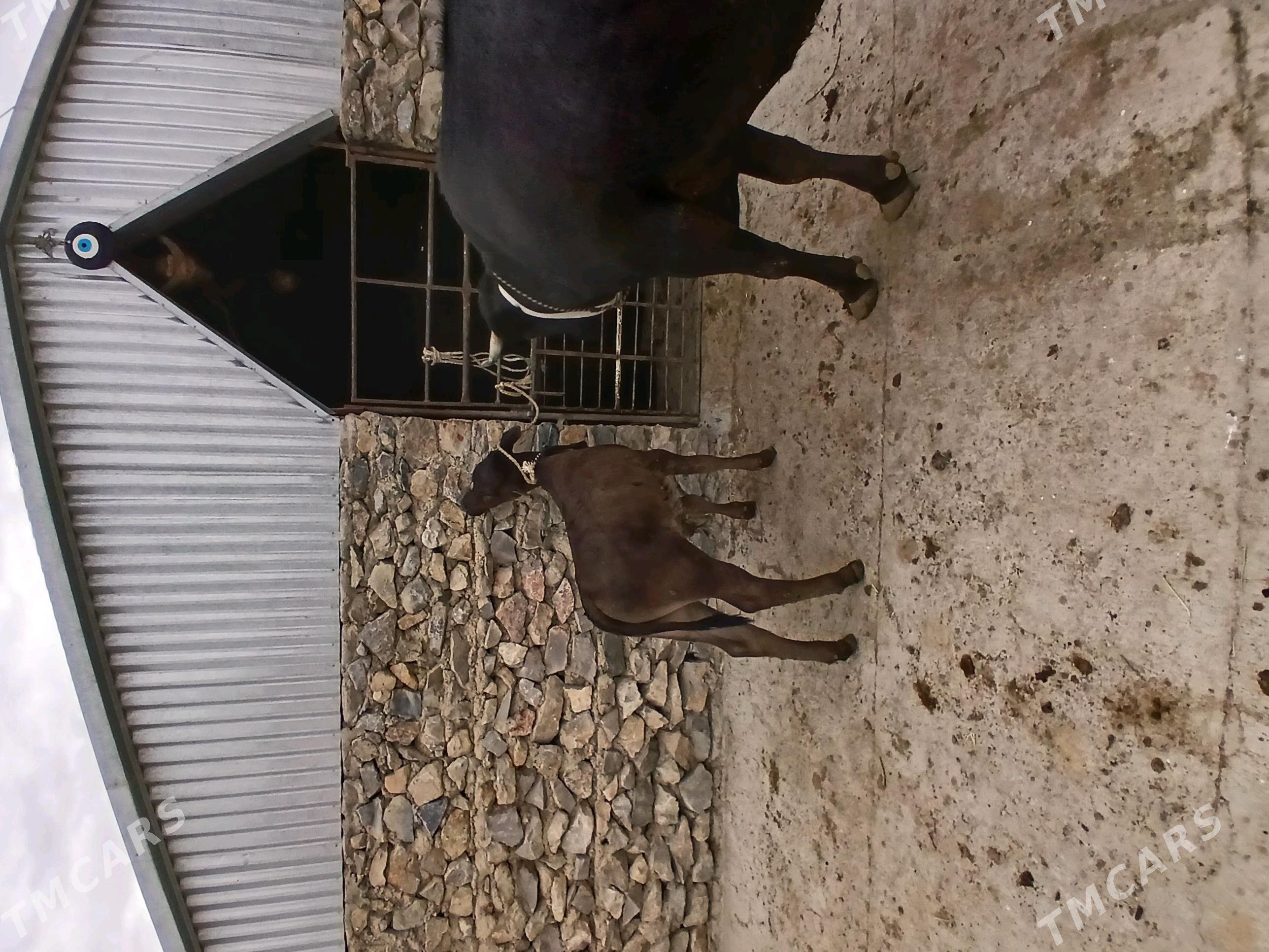 Goleli sigir - Бахарден - img 7