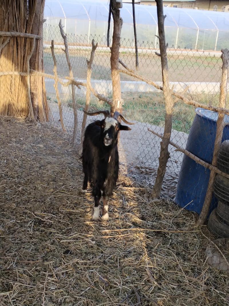 Çebişler, geçiler - Çärjew - img 2