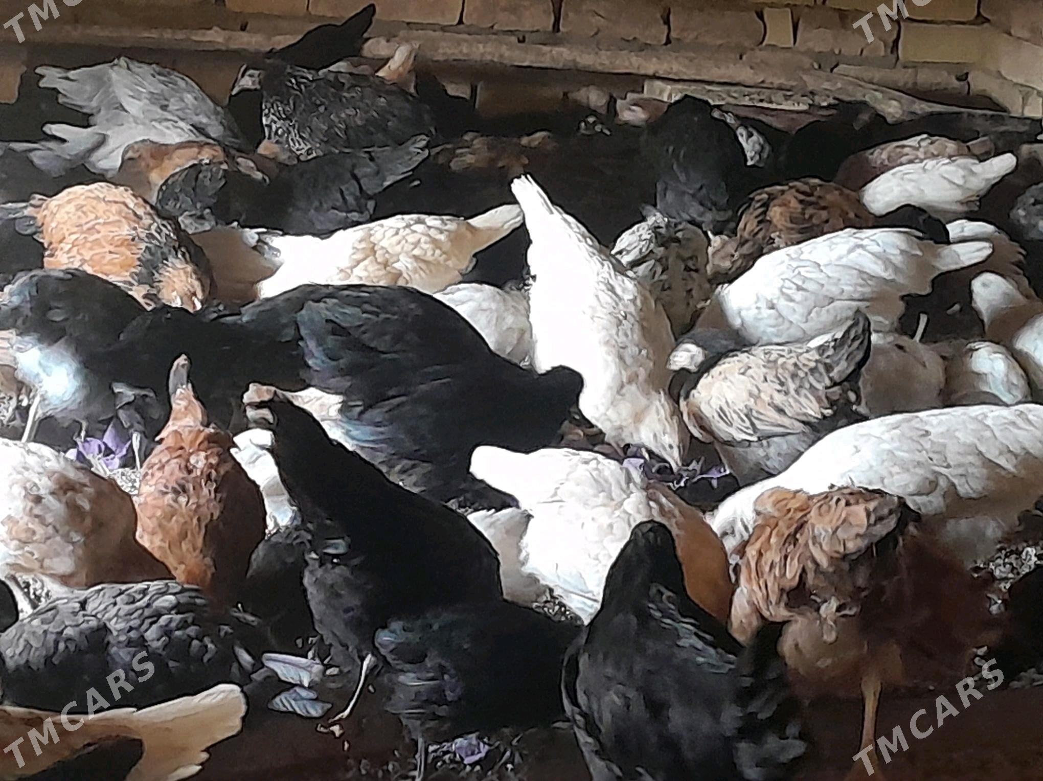 towuk jüýje - Murgap - img 2