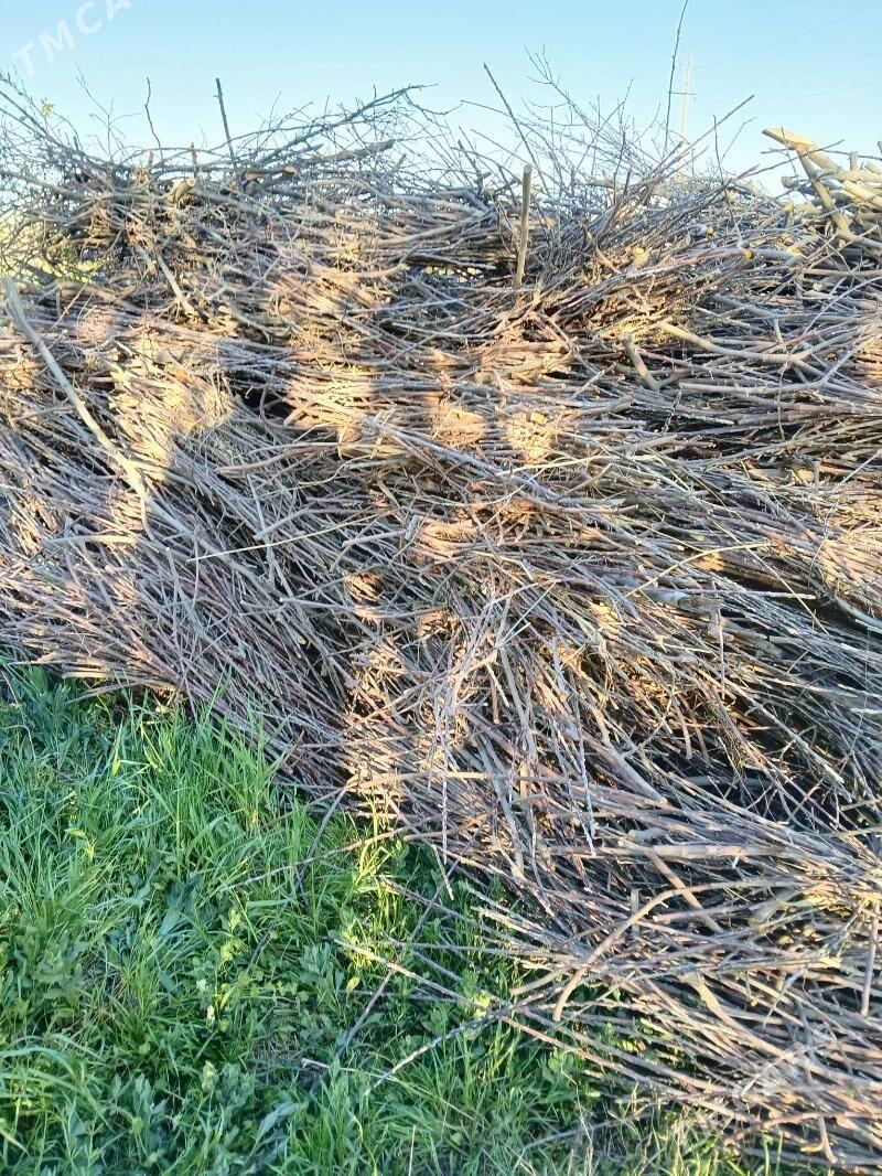 Alma,üzüm çybyk - Gökdepe - img 2