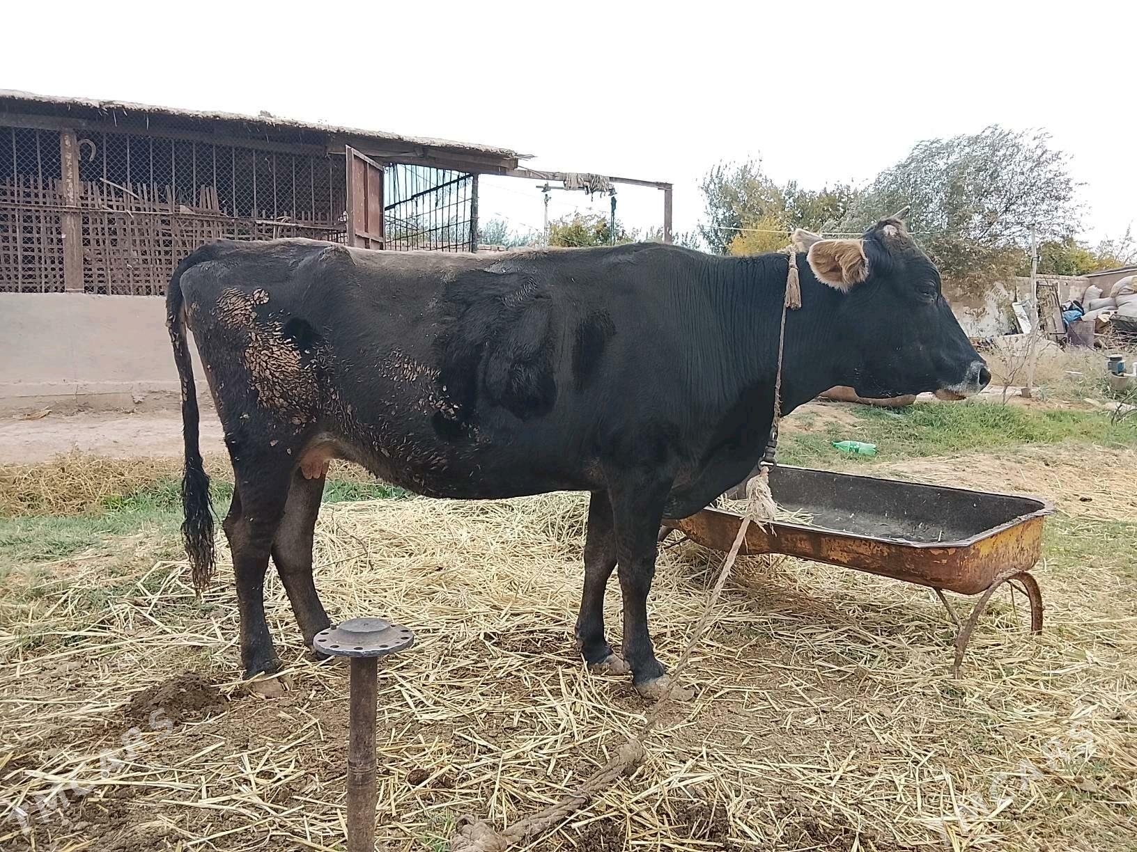 sygyr - Tejen - img 2