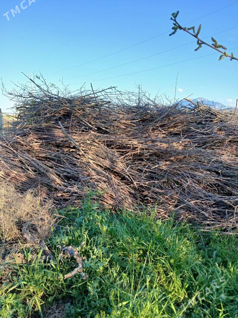 Alma,üzüm çybyk - Gökdepe - img 3