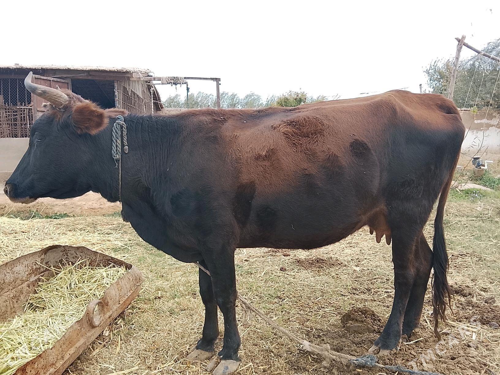 sygyr - Tejen - img 1