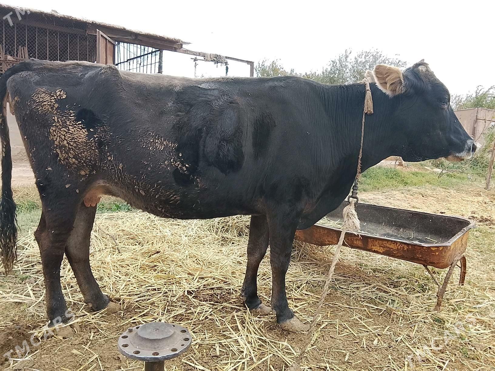 sygyr - Tejen - img 3