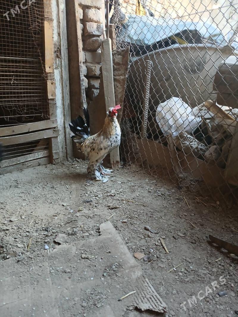 kerlek - Daşoguz - img 1