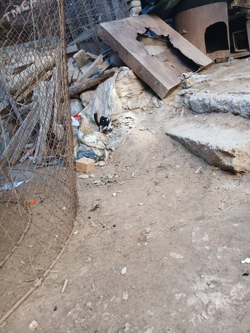 kerlek - Daşoguz - img 2