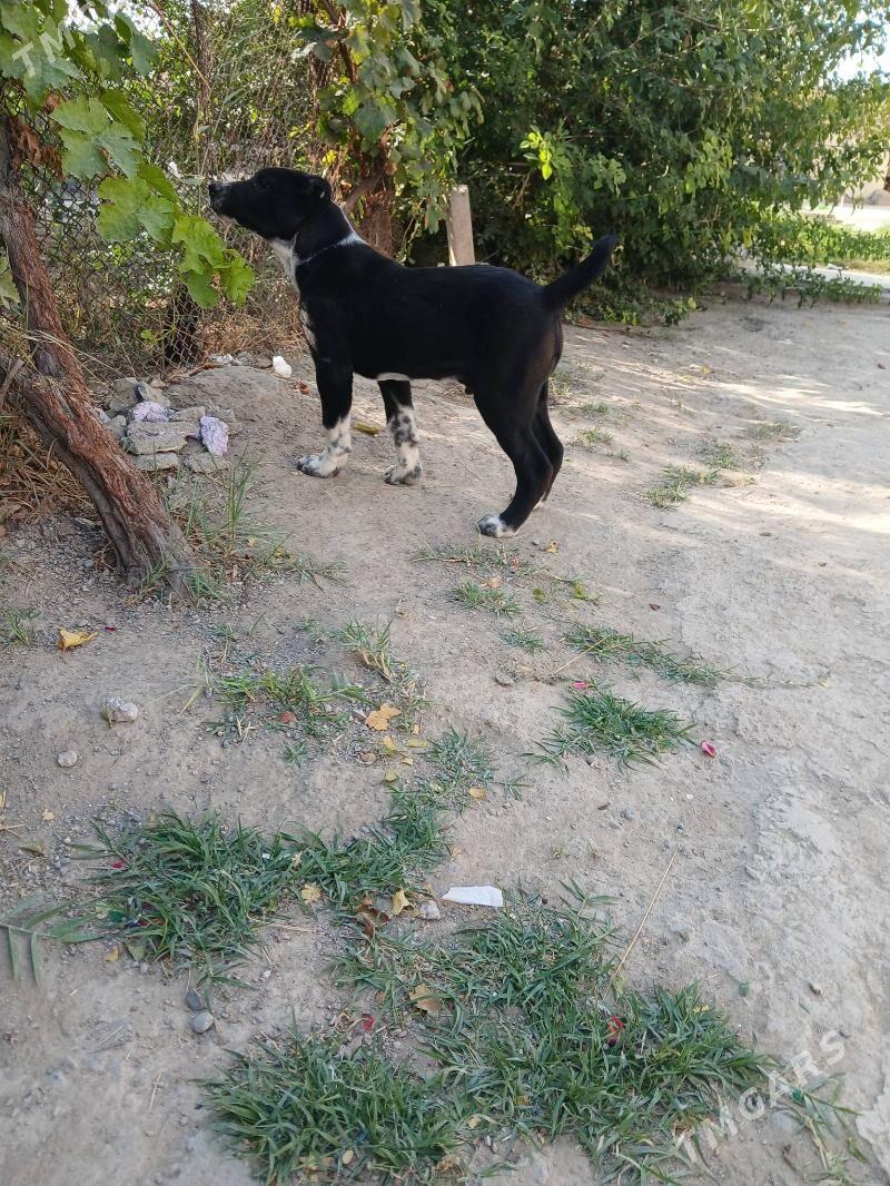 Güjik köpek - Gökje - img 3